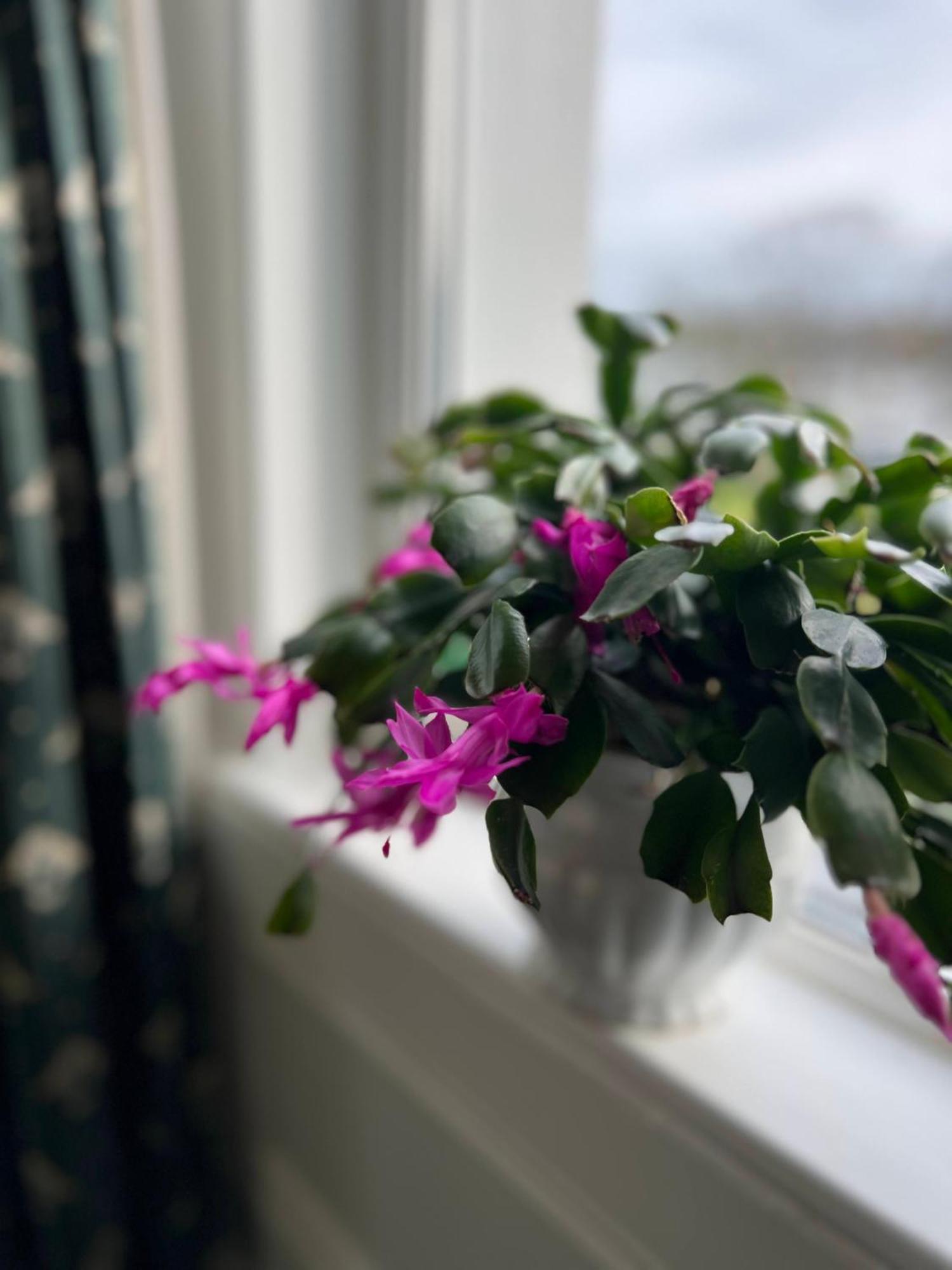 Princetown Guesthouse バンガー エクステリア 写真